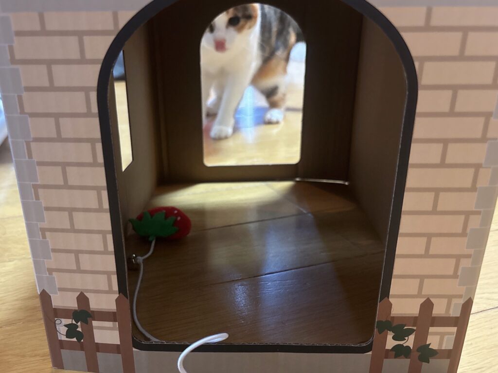 ペット用ハウスを猫がのぞいている